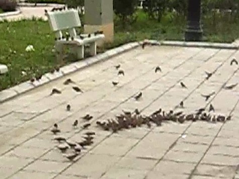 Đàn chim kéo về ngày 1 đông hơn (Ảnh cắt từ clip)